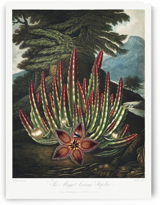 The Maggot–Bearing Stapelia by IStockHistory com