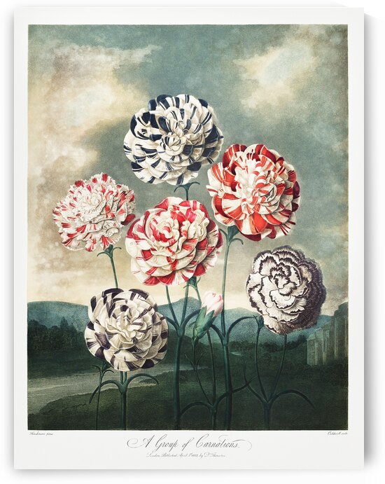 A Group of Carnations by IStockHistory com