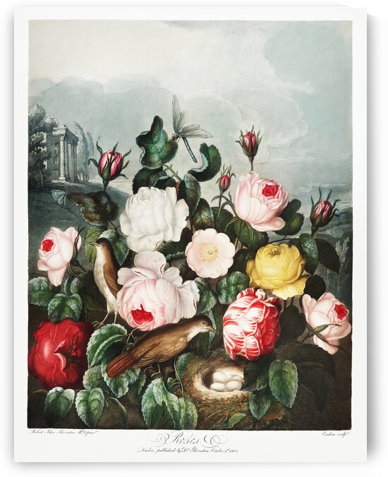 Roses by IStockHistory com