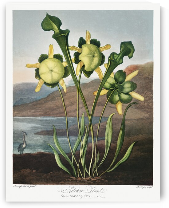 Pitcher Plant  by IStockHistory com