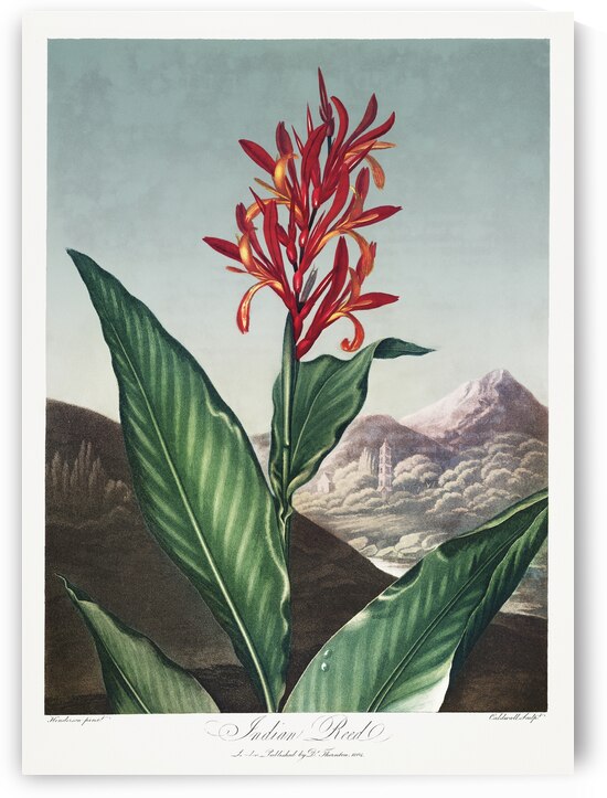 Indian Reed  by IStockHistory com