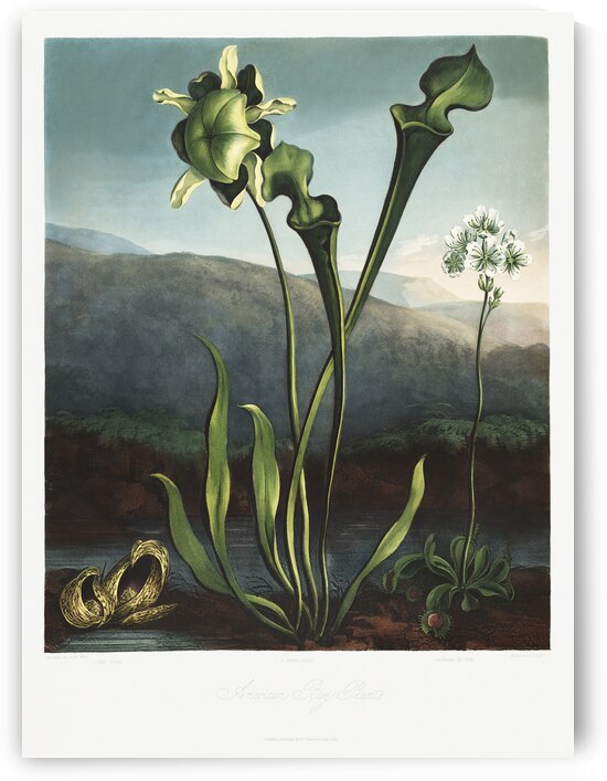 American Bog Plants by IStockHistory com