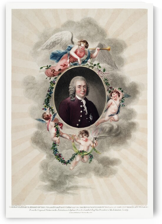 The Portrait of Carl Linnaeus  by IStockHistory com