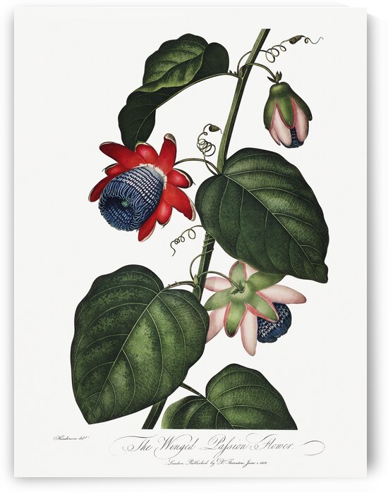 The Winged Passion-Flower by IStockHistory com
