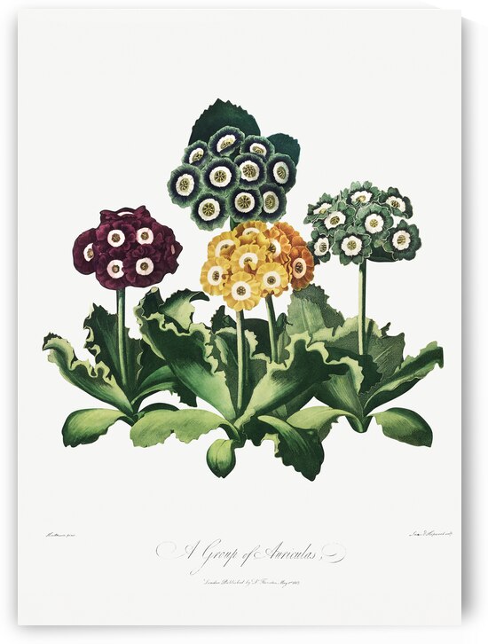 A Group of Auriculas by IStockHistory com