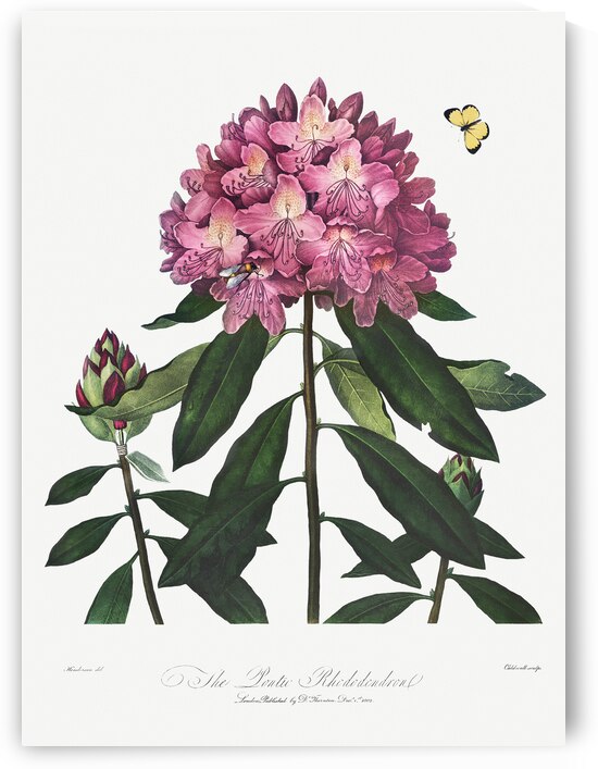 The Pontic Rhododendron by IStockHistory com