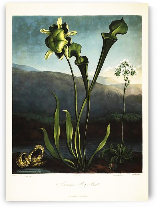 American Bog Plants by IStockHistory com