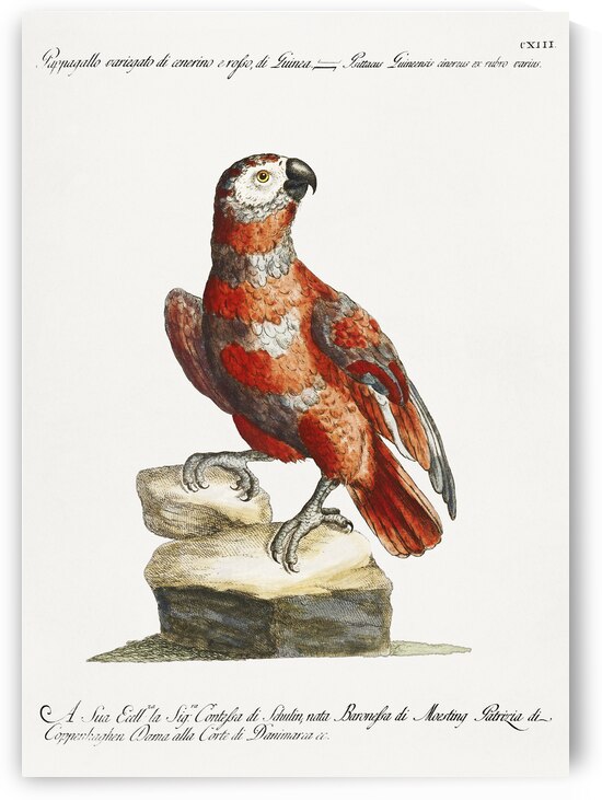 Pappagallo variegato di cenerino e rosso di Guinea Parrot  by IStockHistory com