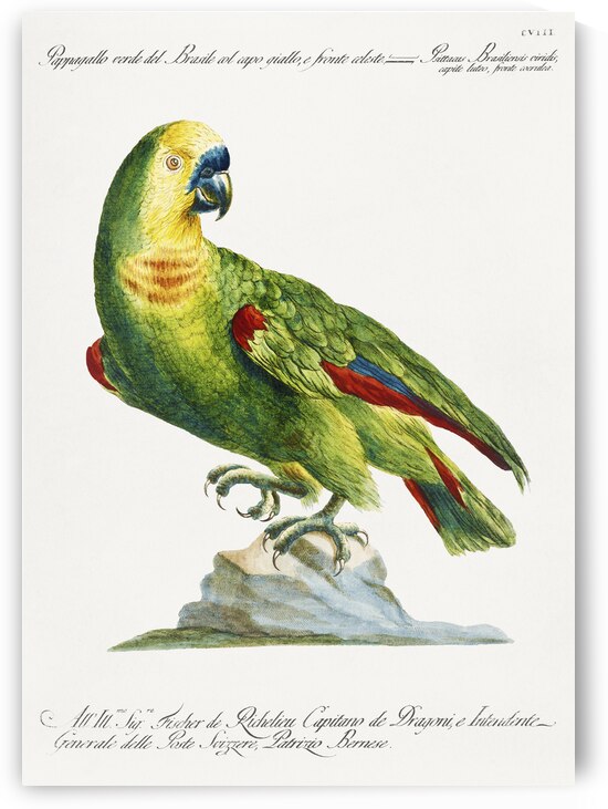 Pappagallo verde del Brasile col capo giallo e fronte celeste Parrot by IStockHistory com