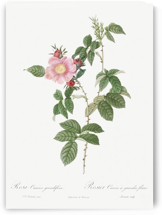 Dog rose in bloom by IStockHistory com