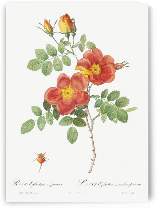 Vintage Austrian Briar rose by IStockHistory com