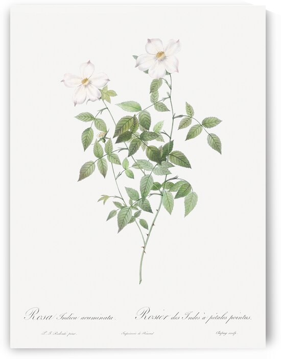 Vintage Austrian Briar rose by IStockHistory com