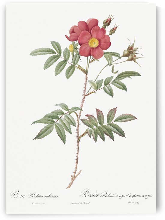 Vintage red rose by IStockHistory com