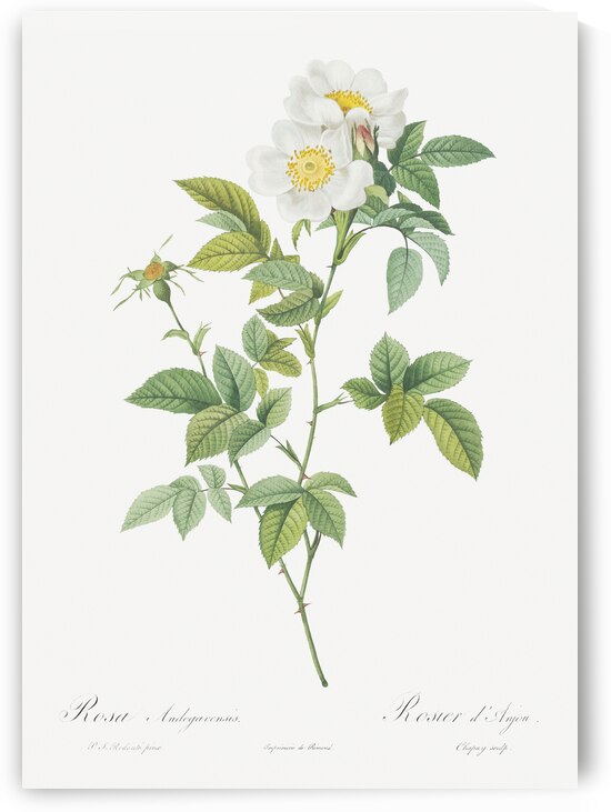 Vintage red rose by IStockHistory com