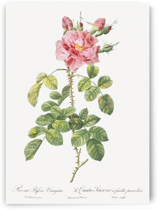 Four seasons rose in bloom by IStockHistory com