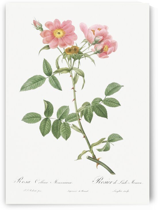 Lady monson rose in bloom by IStockHistory com