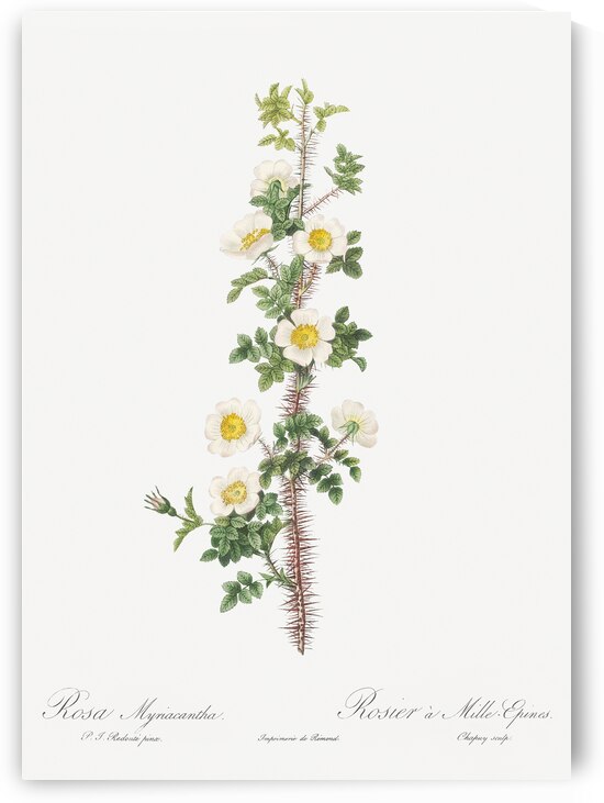 Scotch rose in bloom by IStockHistory com