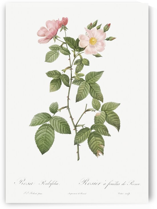 Redleaf rose in bloom by IStockHistory com