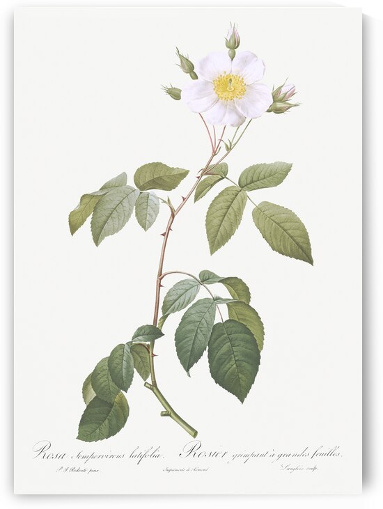 Big leaved climbing rose by IStockHistory com