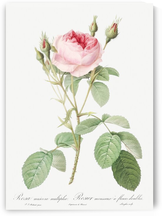 Vintage rosebush by IStockHistory com
