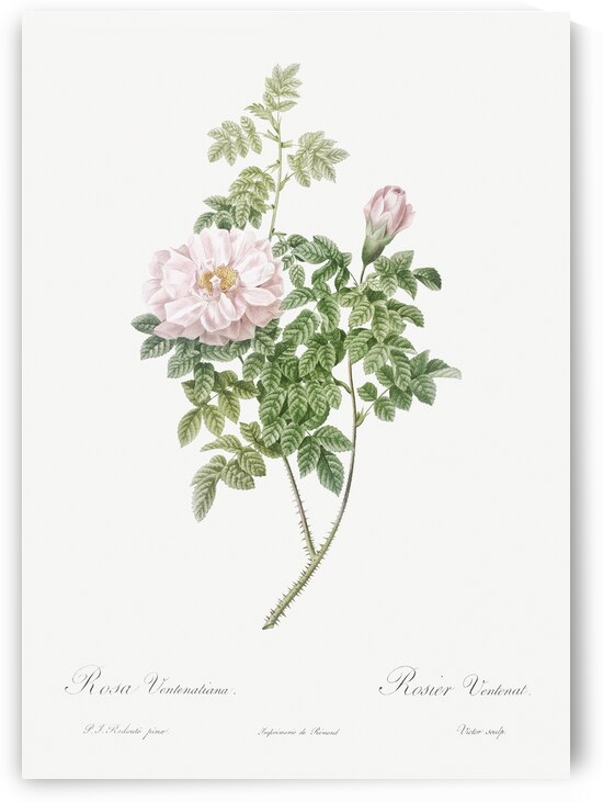 Ventenat rose in bloom by IStockHistory com