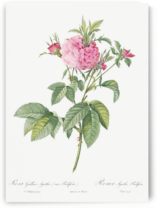 Pink agatha rose by IStockHistory com