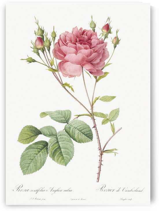 Pink agatha rose by IStockHistory com