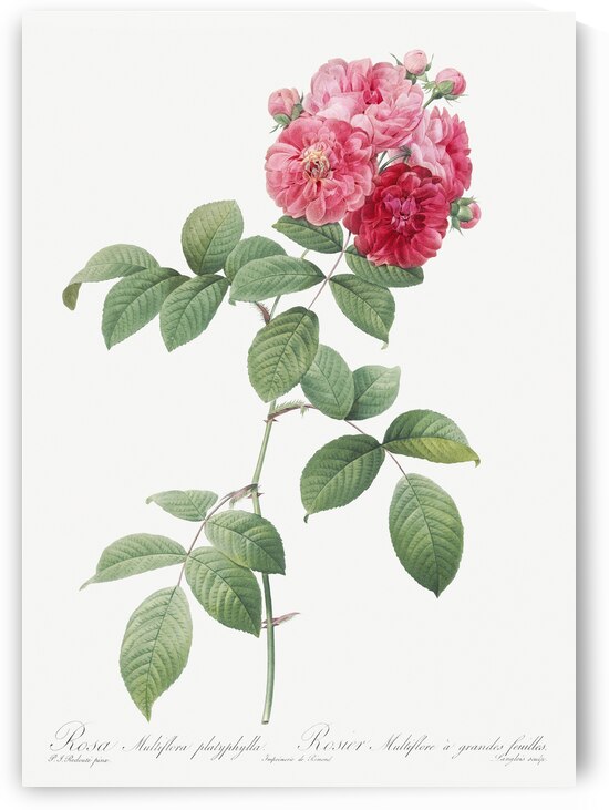 Seven sisters rose in bloom by IStockHistory com
