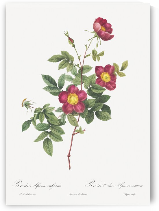 Blooming alpine rose by IStockHistory com