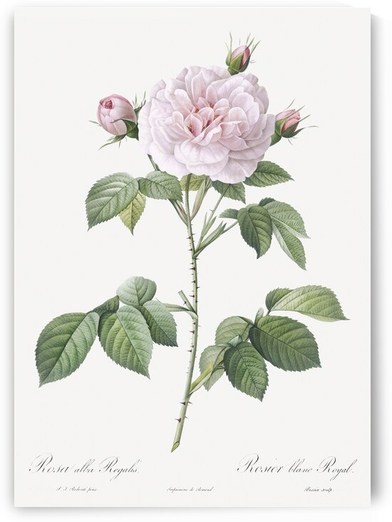 Vintage rosa alba by IStockHistory com