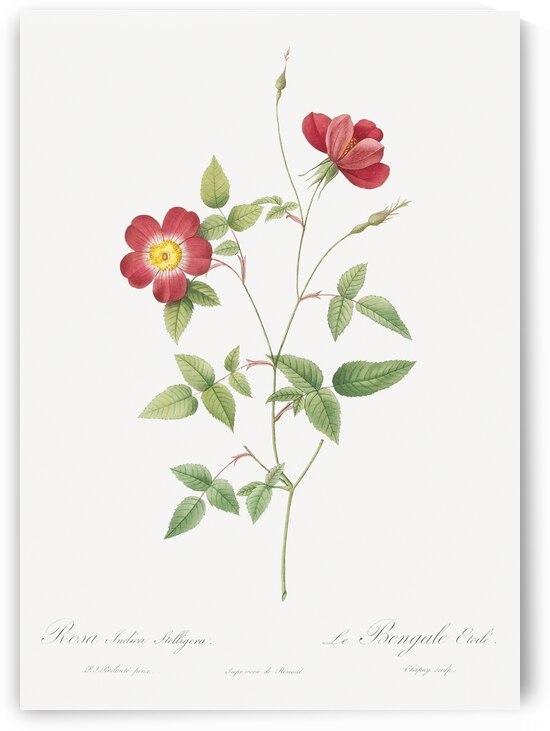 Indica stelligera rose by IStockHistory com