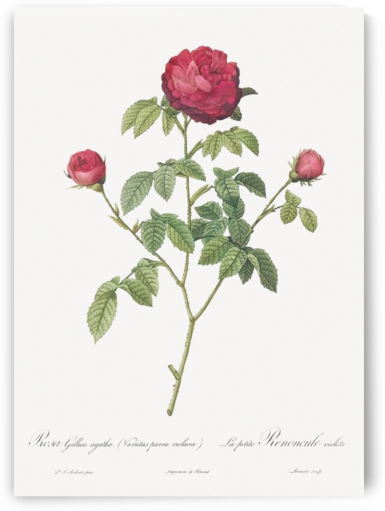 Agatha rose in bloom by IStockHistory com
