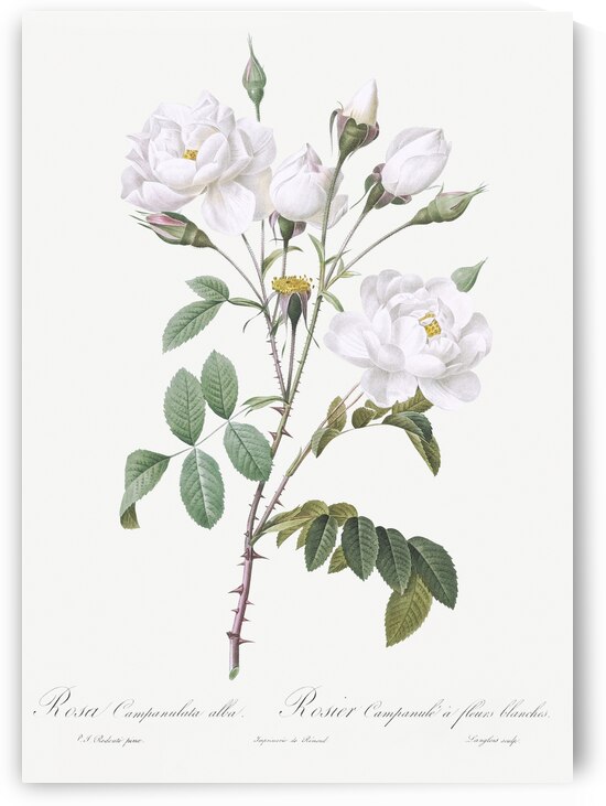 Vintage white rose by IStockHistory com