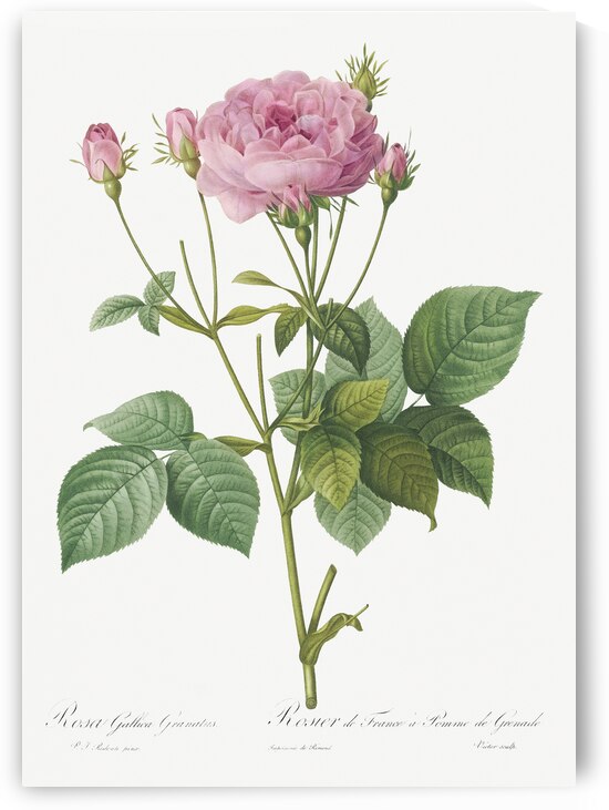 Pink french roses by IStockHistory com