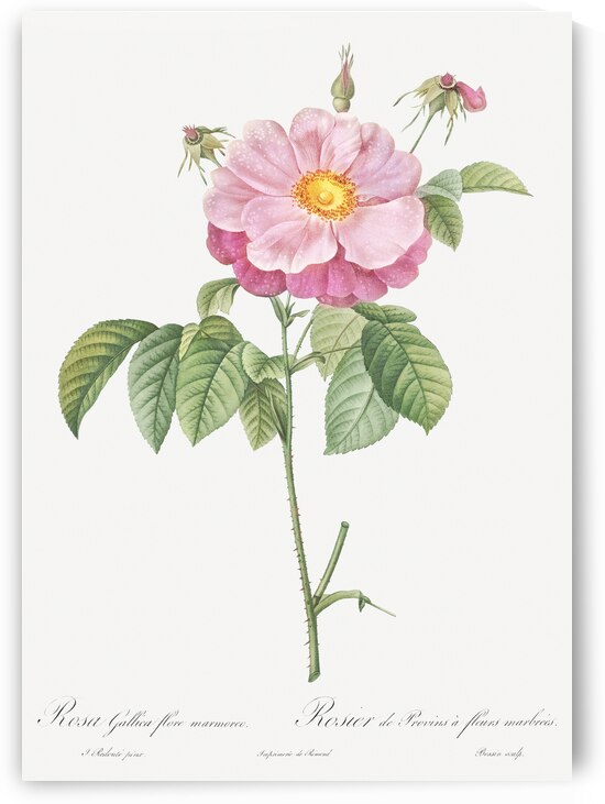 Speckled provins rose by IStockHistory com