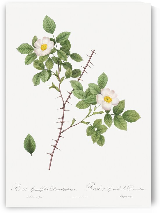 Vintage Rose of Dematra by IStockHistory com