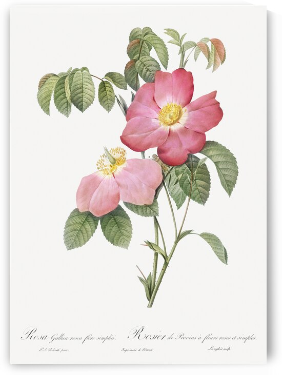 Pink french rose by IStockHistory com