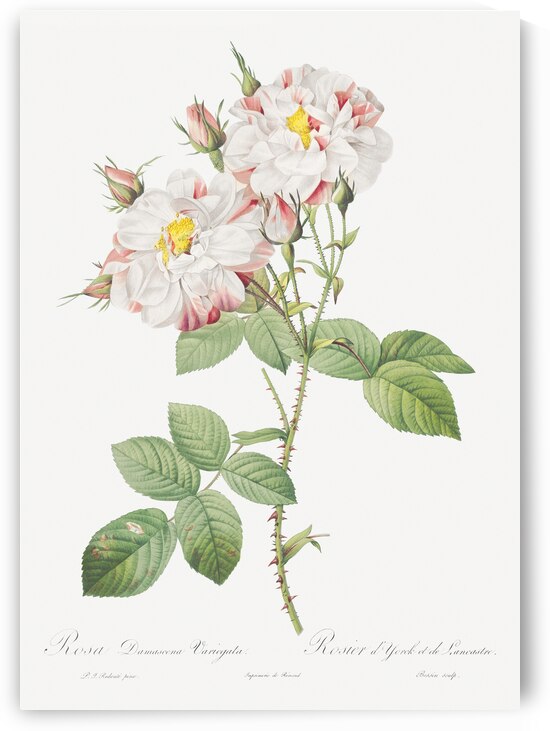 White damask rose by IStockHistory com