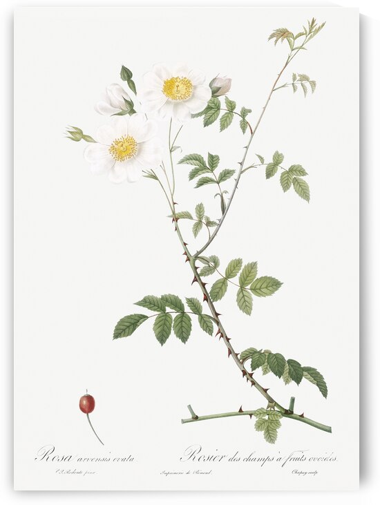 White field roses by IStockHistory com