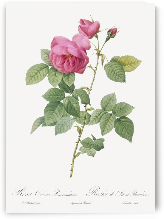 Pink bourbon roses by IStockHistory com