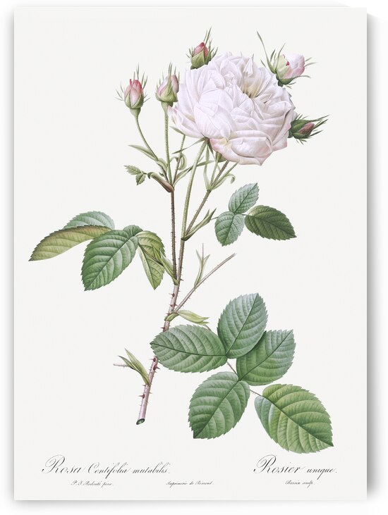 Pink bourbon roses by IStockHistory com