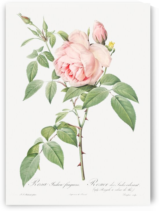 Blooming pink roses by IStockHistory com