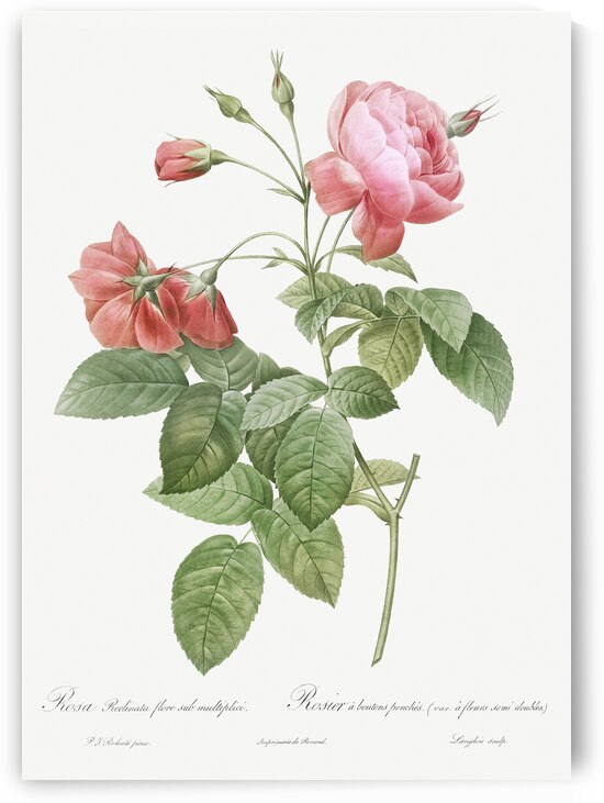 Pink boursault rose by IStockHistory com