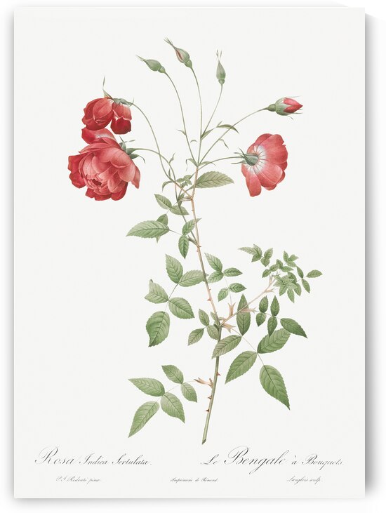 Vintage red rose by IStockHistory com