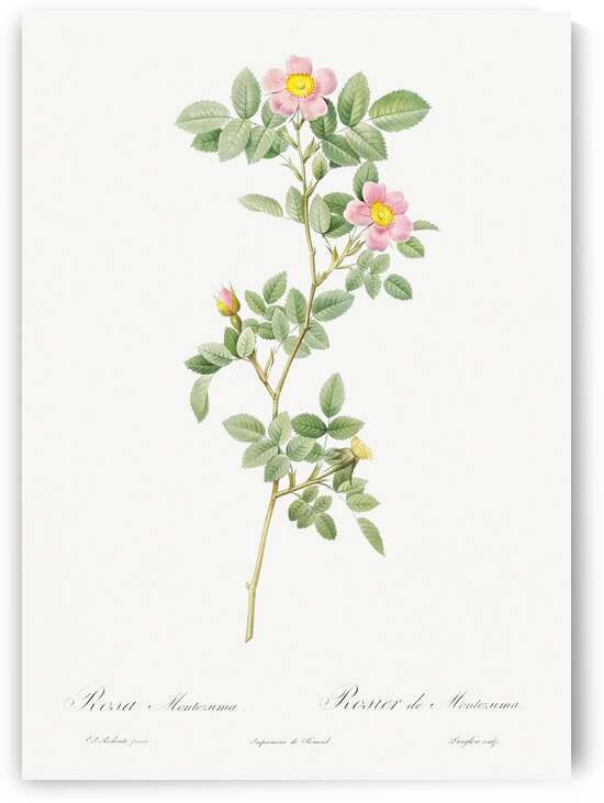 Blooming pink roses by IStockHistory com