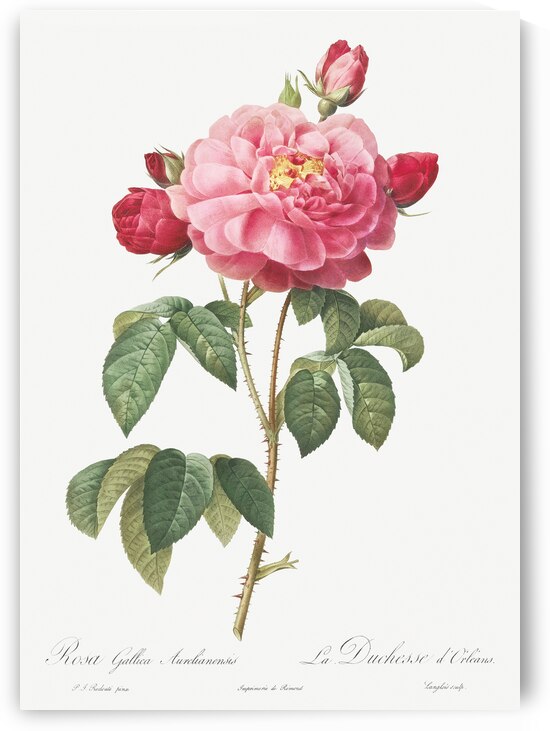 Vintage french rose by IStockHistory com
