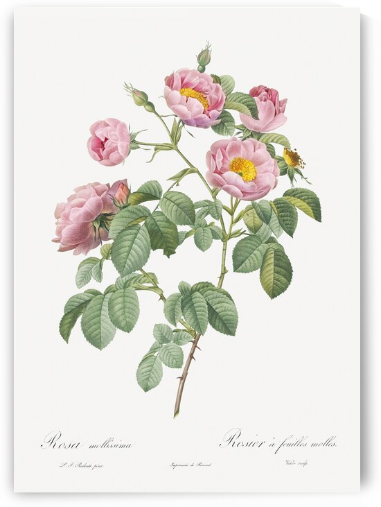 Pink roses in bloom by IStockHistory com