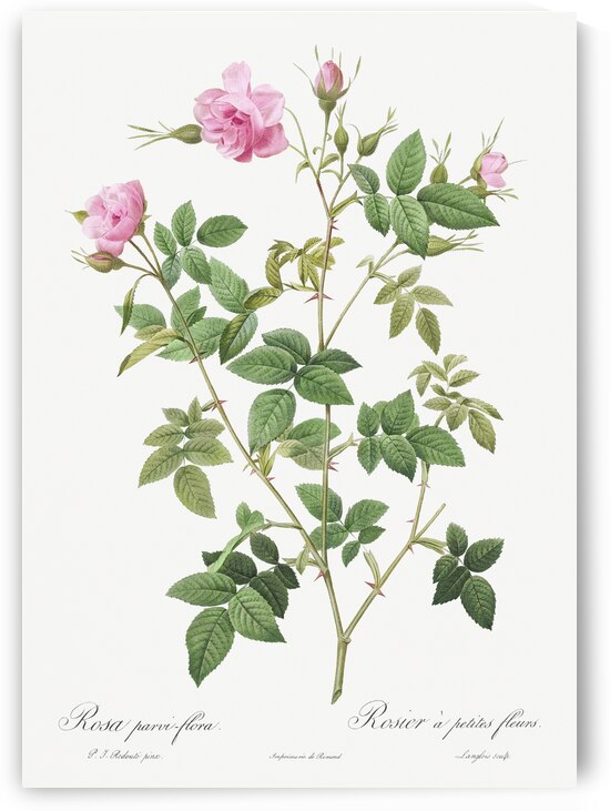 Pink flowering rosebush by IStockHistory com