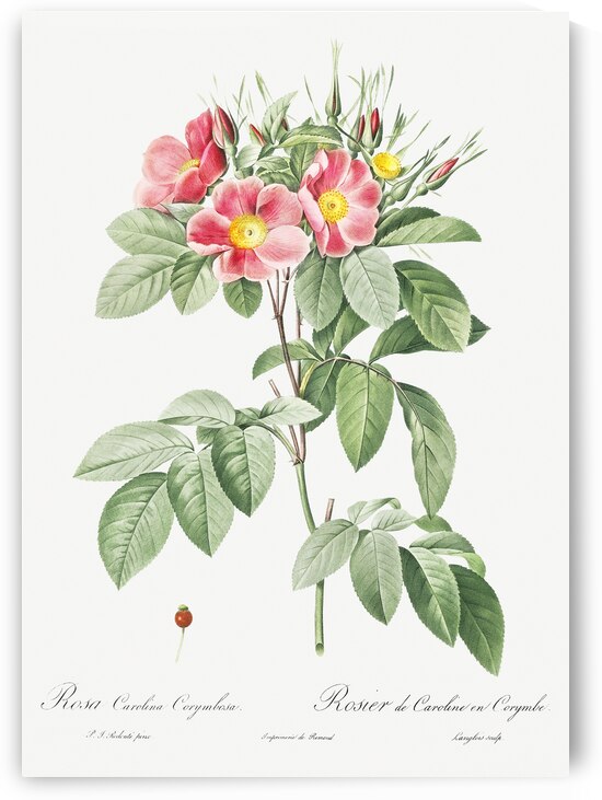 Blooming pink rosebush by IStockHistory com