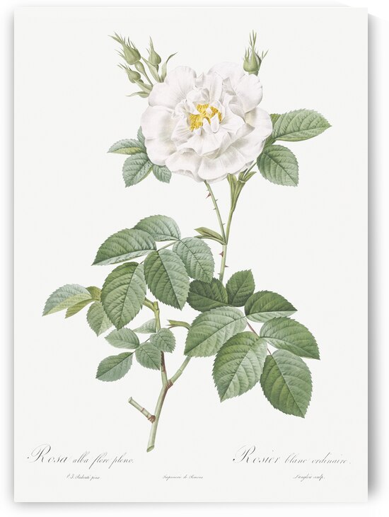 Blooming white rose by IStockHistory com